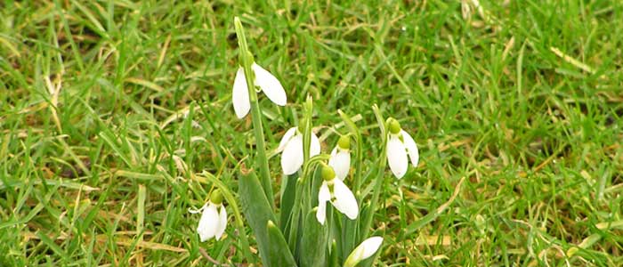 Tuinonderhoud Februari Tuinieren Tips en Advies