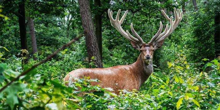 Veluwe Steden en Dorpen