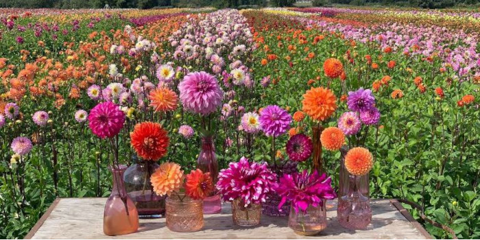 Liefde voor dahlia's