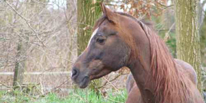 Paardenrassen Welke paardensoorten zijn er