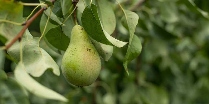 Soorten perenbomen