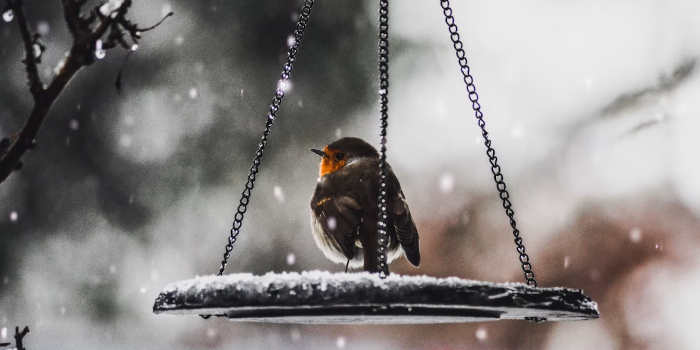 Wat kun je in de herfst en winter alvast aan de tuin doen