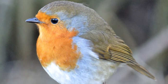 Een vogelnet voor de tuin Bescherm je vliegende vrienden