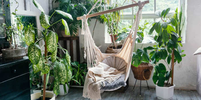 Het gemak en plezier van het online kopen van grote kamerplanten en planten in pot