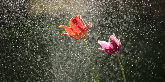 Regen op bestelling het gemak van geautomatiseerde tuinberegening