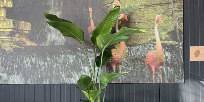 Strelitzia als Kamerplant Ideeën voor het Integreren van deze Plant in je Interieur