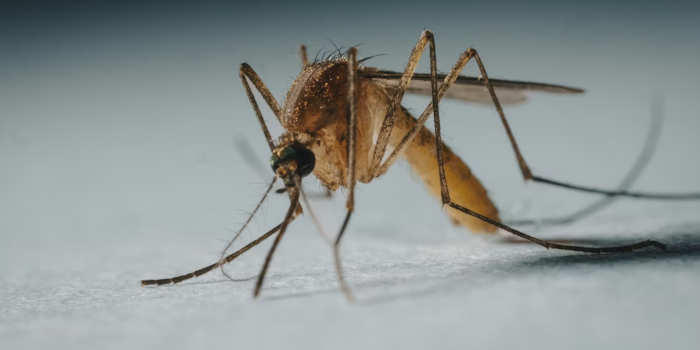 Waarom muggen juist jou kiezen De wetenschap achter muggenbeten