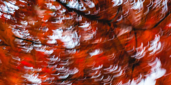 Bekende Nederlanders geboren in januari