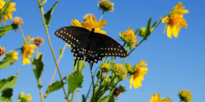 Tuinposters dé manier om jouw tuin persoonlijk en stijlvol te maken