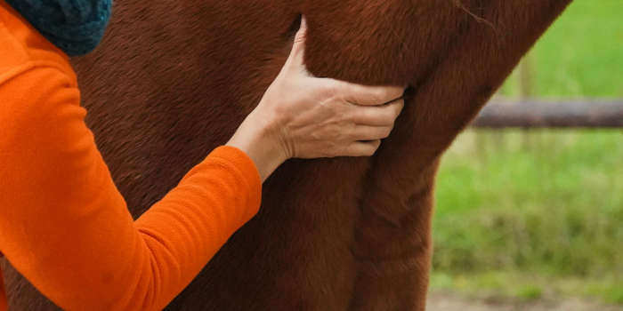 Hoe kun je pijn bij je paard herkennen