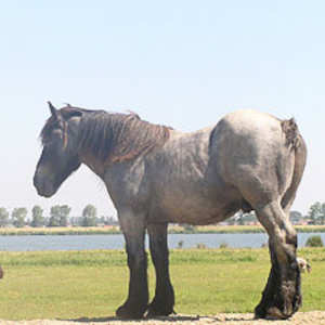 Paardenrassen Nederlands Trekpaard